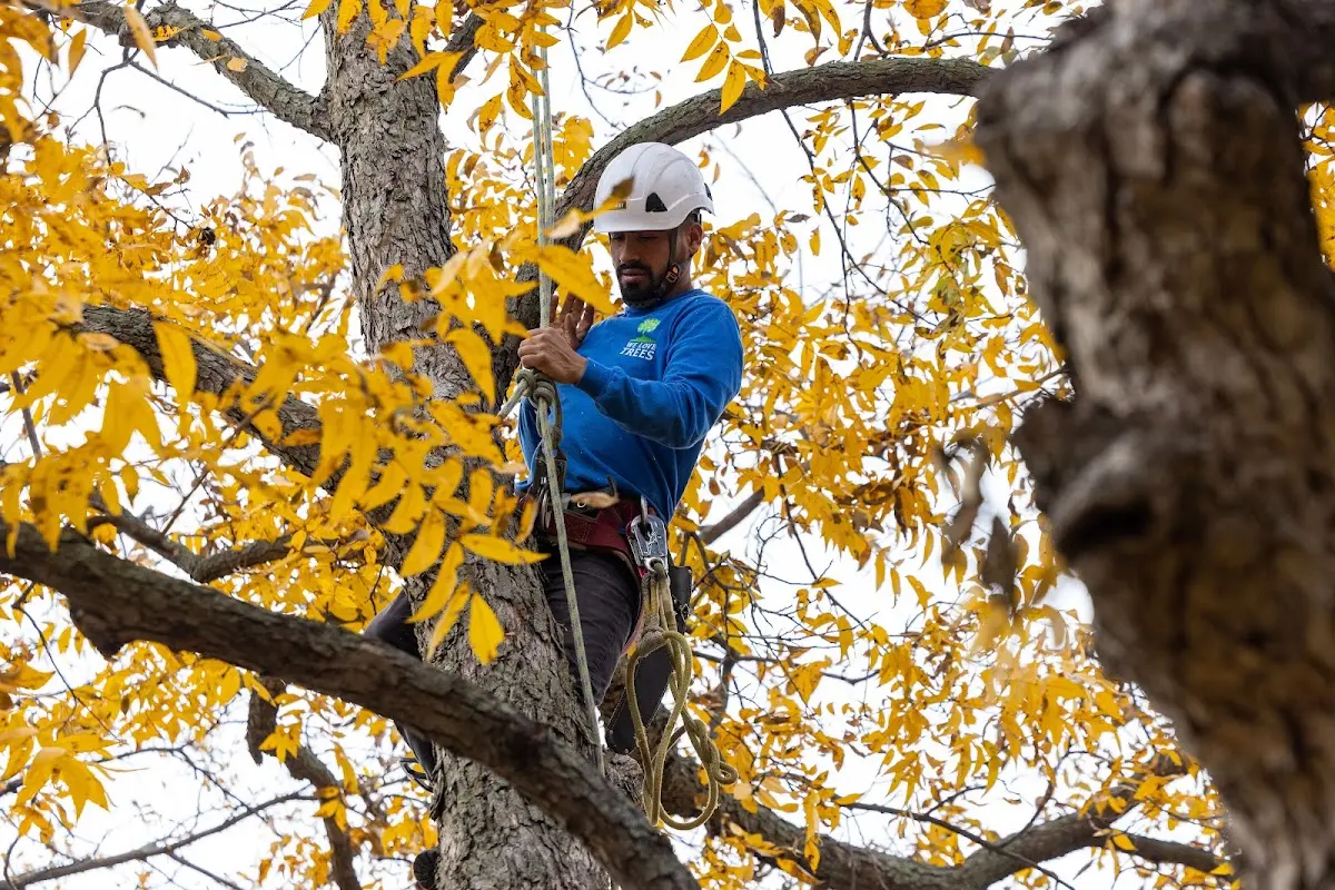 Skilled Tree Pruning crew working in Manchester