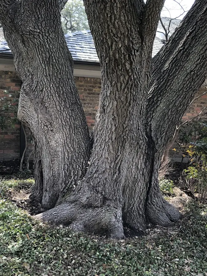 Mature heritage tree close to a Manchester property cared for by certified arborists